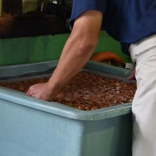 【贈答用】紀州南高梅 白干梅干し 400g 化粧箱入 【US27】 303446_CB90024