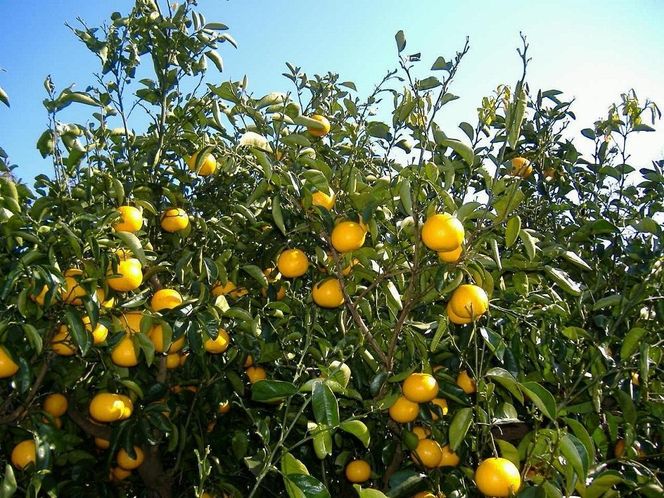 和歌山由良町産さつきはっさく 約10kg ［訳あり ご家庭用 赤秀・青秀］サイズ混合  ［SL42］ 303446_CG90018