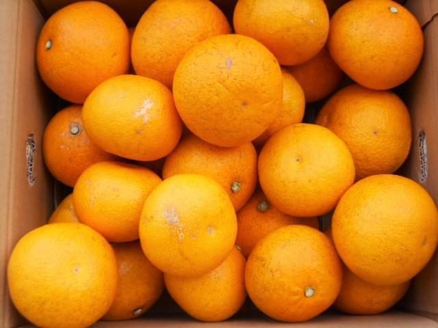 和歌山由良町産さつきはっさく 約10kg ［訳あり ご家庭用 赤秀・青秀］サイズ混合  ［SL42］ 303446_CG90018