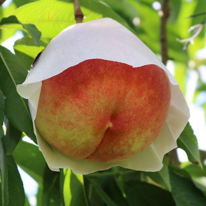 和歌山県産 桃 5玉～8玉 約2kg 秀品［AS3］ 303446_CP90003