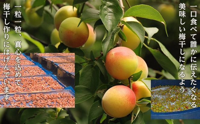 紀州南高梅 蜂蜜つぶれ梅 塩分5％ 2kg (500g×4) ［Kn23］ 303446_CQ023