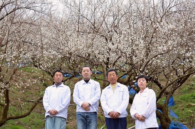 なかやまさんちの梅干（1.1kg×1箱）かつお風味（はちみつ入）塩分5％【訳あり】【つぶれ梅】 303446_DB005