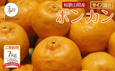 家庭用 森本農園の手選別 ポンカン 7kg  +200g傷み補償付 和歌山県産 サイズ混合 【北海道・沖縄・離島配送不可】【RN32】 303446_DJ90032