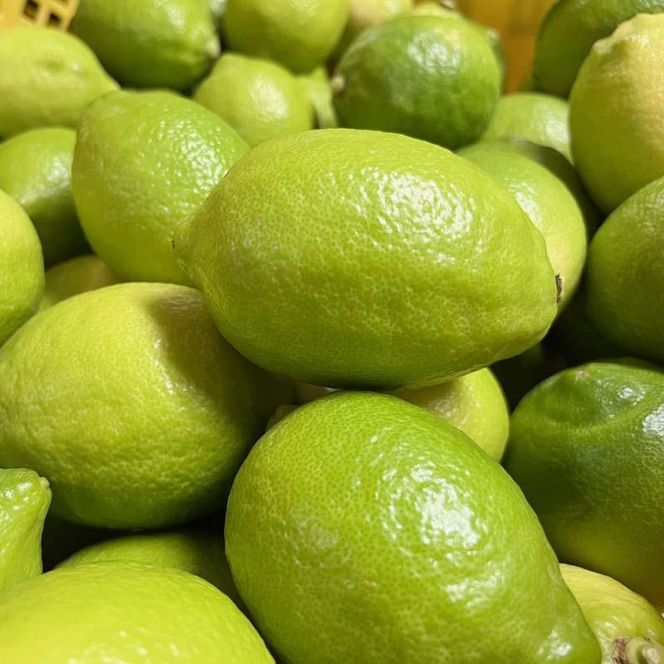 紀州和歌山 有田レモン 約3kg［農家直送］［先行予約］［MS68］ 303446_XD90092