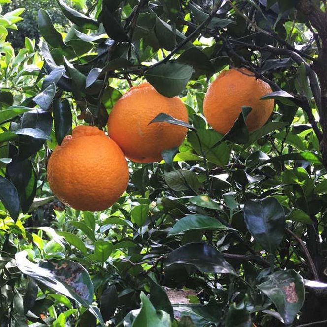 有田育ちの濃厚不知火(ご家庭用) 約7.5kg［先行予約］［MS42］ 303446_XD90095