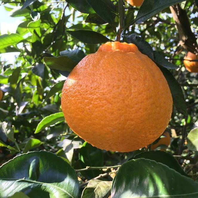 こだわり農家の 濃厚 不知火 12～24玉 (約5kg)［先行予約］［MS39］ 303446_XD90190