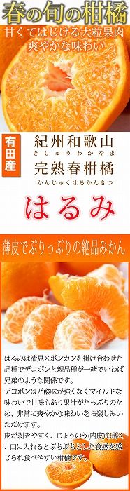 果肉ぷりぷり!完熟はるみ　５ｋｇ【2025年2月上旬頃～2025年2月下旬頃に順次発送】【UT22】 303446_XF032