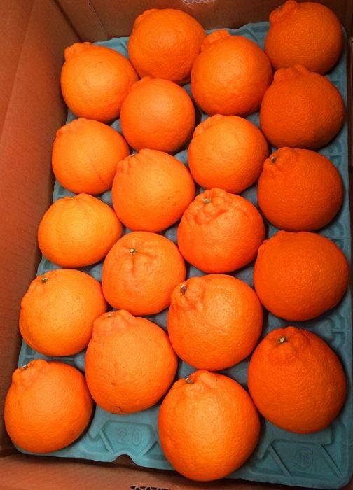 紀州有田産不知火(しらぬひ) 約５kg［2026年2月中旬以降発送］［先行予約］［UT40］ 303446_XF037