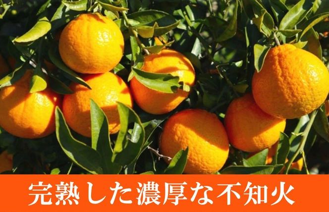 紀州有田産不知火(しらぬひ) 約５kg【2025年2月中旬以降発送】【先行予約】【UT40】 303446_XF037