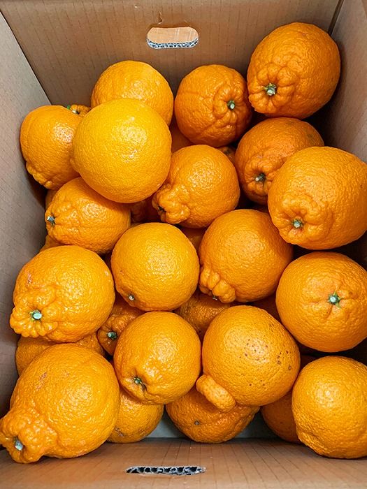 ［ご家庭用訳有り］紀州有田産不知火(しらぬひ) 約8.5kg［2026年2月中旬以降発送］［先行予約］［UT41］ 303446_XF038