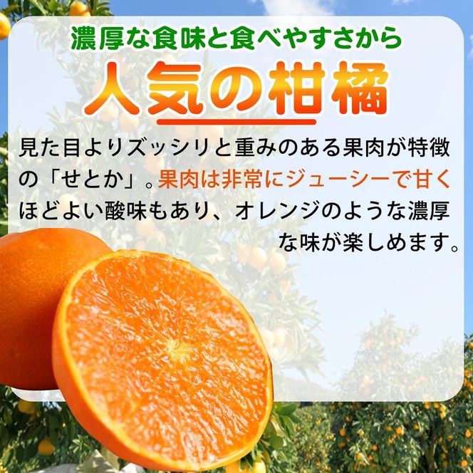 紀州有田産せとか約3kg　とろける食感！ジューシー柑橘【2025年2月下旬以降発送】【先行予約】【UT03】 303446_XF039