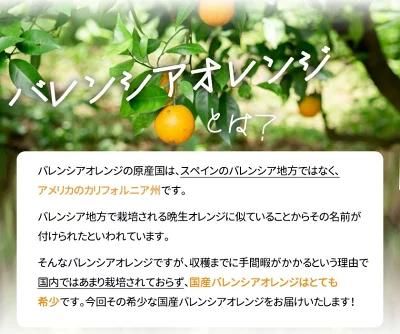 秀品 希少な国産バレンシアオレンジ 5kg【2025年6月下旬頃～2025年7月上旬頃に順次発送】【UT76】 303446_XF046