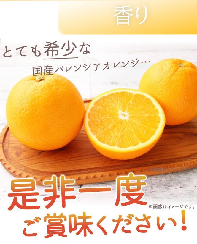 秀品 希少な国産バレンシアオレンジ 5kg【2025年6月下旬頃～2025年7月上旬頃に順次発送】【UT76】 303446_XF046