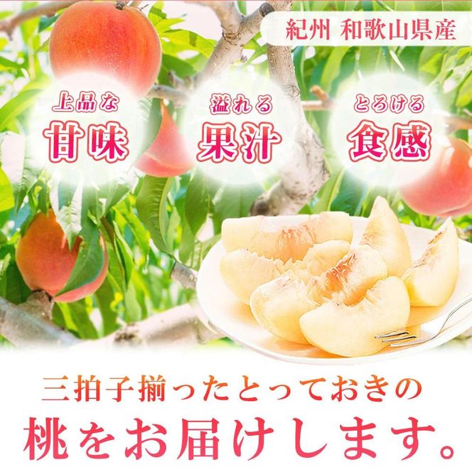 紀州和歌山産の桃　約1．8kg　化粧箱入【2025年7月上旬より順次発送】【UT52】 303446_XF049