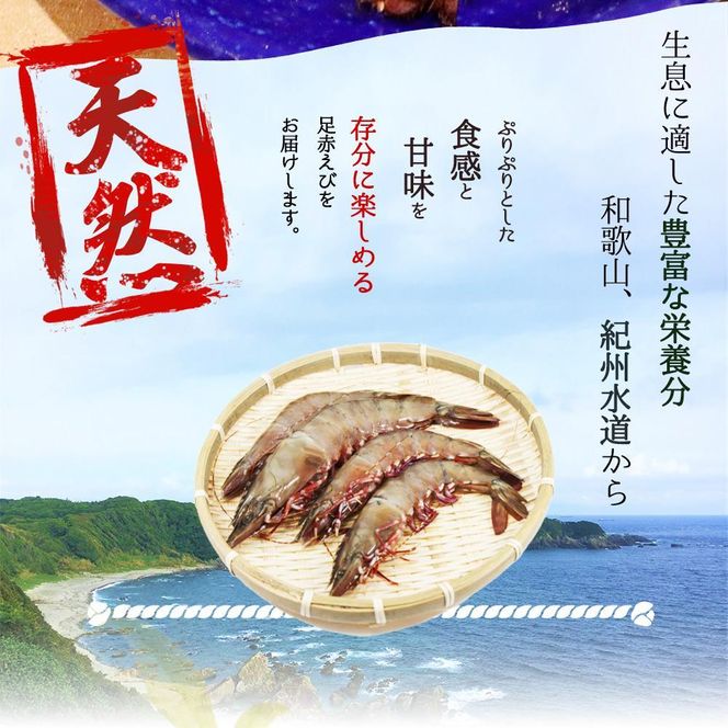 紀州和歌山産天然足赤えび540g×2箱（270g×4パック）　化粧箱入【2024年11月上旬頃～2025年2月上旬頃に順次発送】【UT24】 303446_XF91081