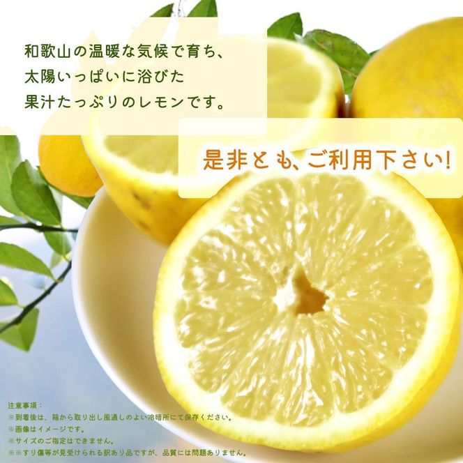 【ご家庭用訳あり】 紀州有田産レモン 2.5kg【2025年3月上旬以降発送】【先行予約】【UT46】 303446_XF91086