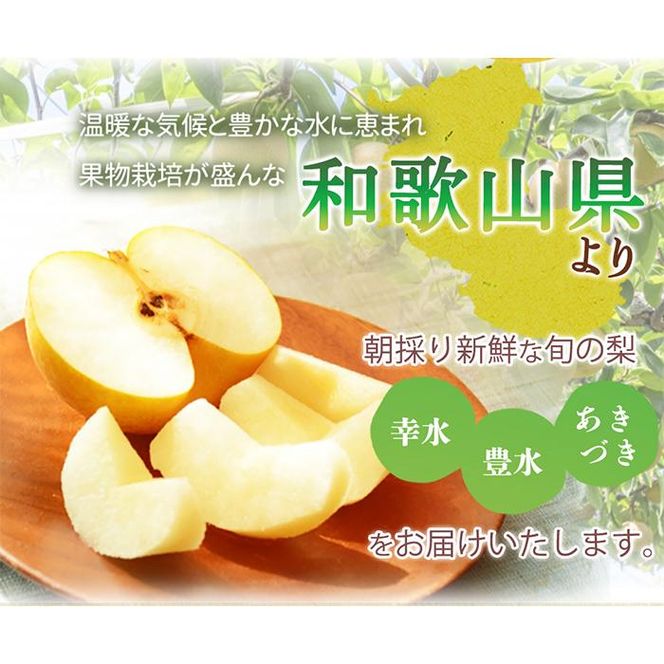 梨 3玉 化粧箱入 紀州和歌山 かつらぎ産［2026年8月中旬以降発送予定］［UT98］ 303446_XF91106