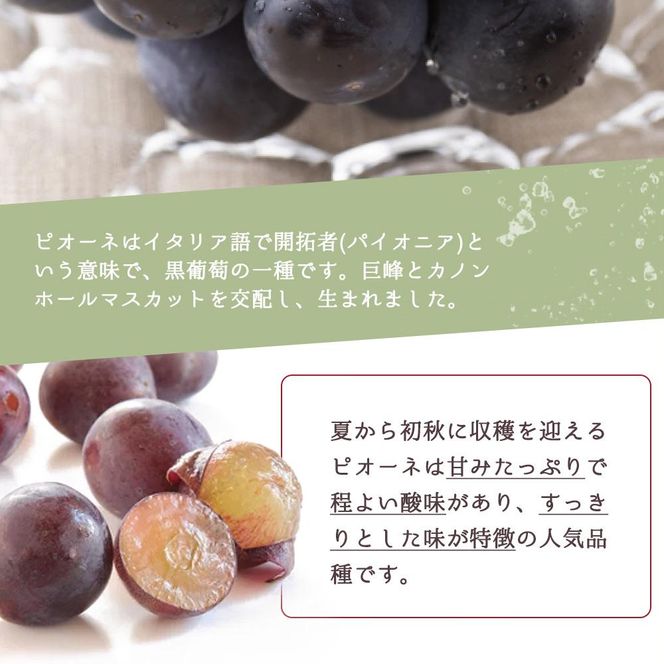 ピオーネ 約2kg　紀州和歌山 かつらぎ産［2026年8月下旬以降発送予定］［UT119］ 303446_XF91108