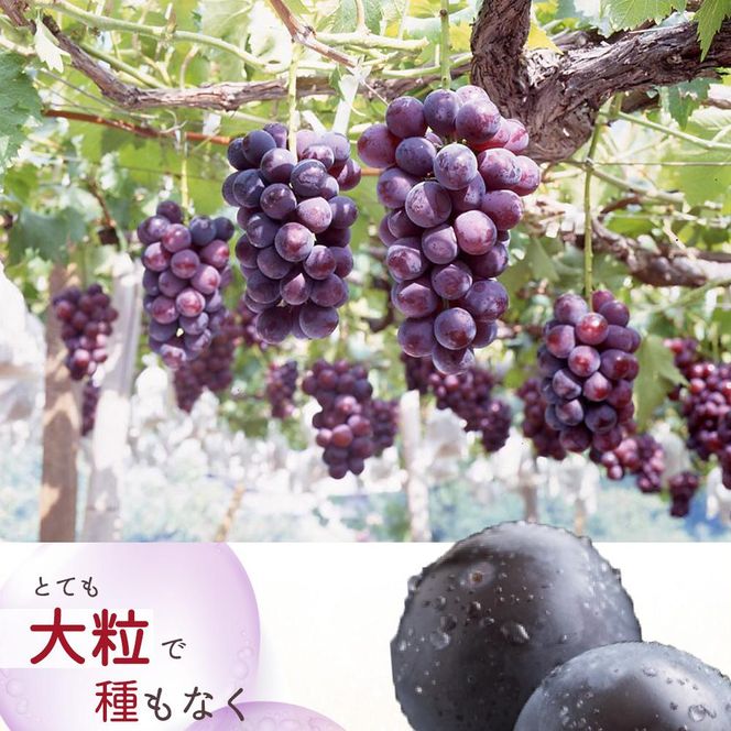 ピオーネ 約2kg　紀州和歌山 かつらぎ産［2026年8月下旬以降発送予定］［UT119］ 303446_XF91108