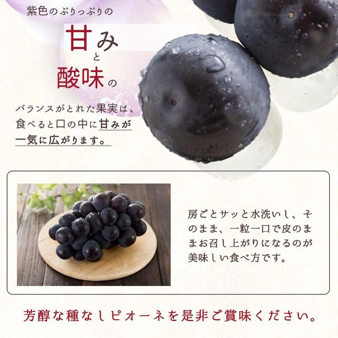 ピオーネ 約2kg　紀州和歌山 かつらぎ産【2025年8月下旬以降発送予定】【UT119】 303446_XF91108