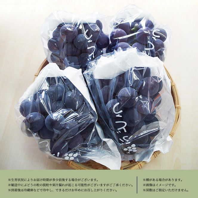 ピオーネ 約2kg　紀州和歌山 かつらぎ産［2026年8月下旬以降発送予定］［UT119］ 303446_XF91108