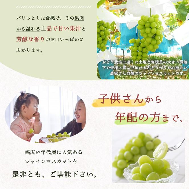 シャインマスカット 約1kg　紀州和歌山 かつらぎ産［2026年8月下旬以降発送予定］［UT118］ 303446_XF91109