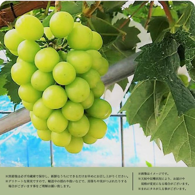 シャインマスカット 約1kg　紀州和歌山 かつらぎ産［2026年8月下旬以降発送予定］［UT118］ 303446_XF91109