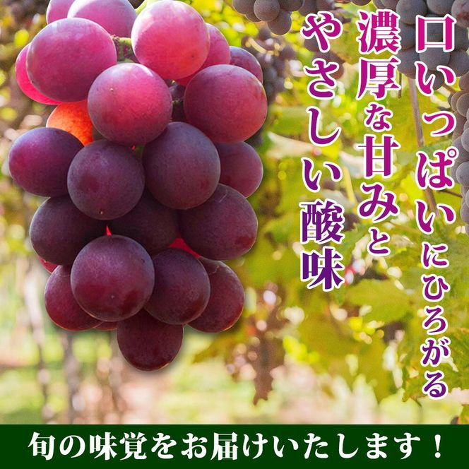 巨峰ぶどう約2kg　紀州和歌山産【2025年8月下旬以降発送予定】【UT88】 303446_XF91111