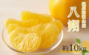 八朔（はっさく）約10kg　紀州和歌山 かつらぎ産【2026年2月上旬頃～2026年2月下旬頃に順次発送】【UT19】 303446_XF91112
