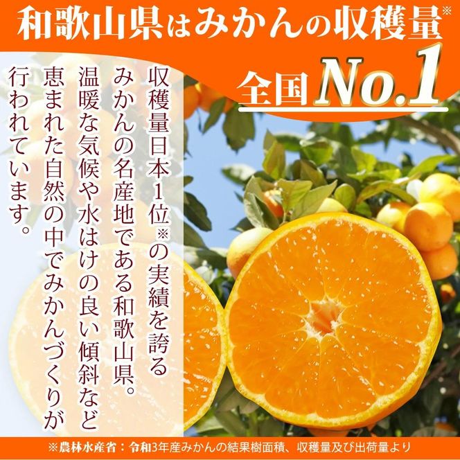 紀州和歌山まるごとみかんゼリー 145g×6個 化粧箱入【2024年10月1日より発送予定】【UT27】 303446_XF91123