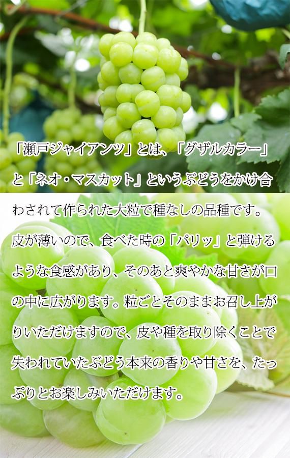 紀州かつらぎ山の瀬戸ジャイアンツ 約2kg［2026年8月下旬以降発送予定］［UT30］ 303446_XF91126