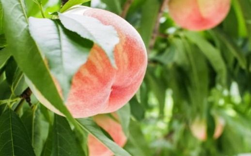 ［産直・人気の特産品］和歌山の桃　約2kg・秀選品★2026年6月下旬～8月中旬頃順次発送★［TM167］ 303446_XH020