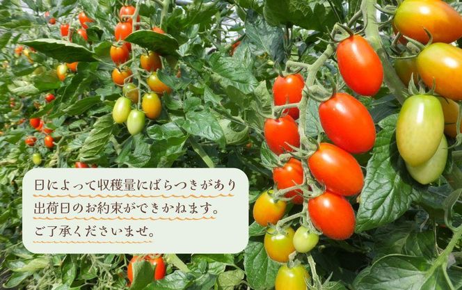 2026年6月出荷分］和歌山産ミニトマト「アイコトマト」約2kg（S