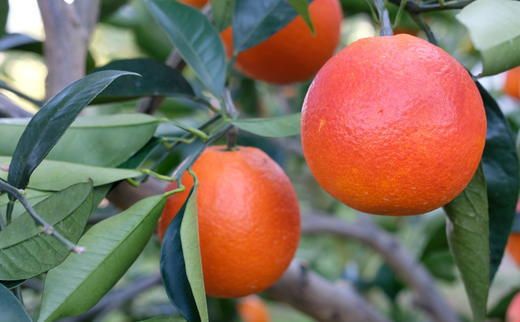 ［希少・高級柑橘］国産濃厚ブラッドオレンジ「タロッコ種」約3kg★2026年4月頃より順次発送予定［TM148］ 303446_XH045