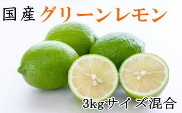 【産直】和歌山産グリーンレモン約3kg（サイズ混合）★2024年10月下旬頃より順次発送【TM7】 303446_XH047