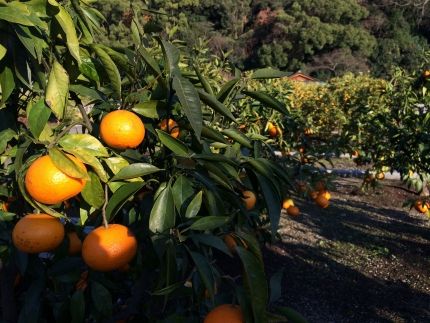 ［希少柑橘］和歌山県産なつみ約5kg（S～2Lサイズおまかせ）★2026年4月頃より順次発送［TM147］ 303446_XH048