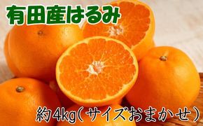 【厳選・濃厚】紀州有田産のはるみ約4kg(サイズおまかせ) ★2025年1月中旬頃より順次発送【TM27】 303446_XH057