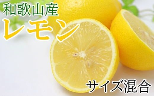 【産直】和歌山産レモン約5kg（サイズ混合）★2025年3月中旬頃より順次発送【TM129】 303446_XH058