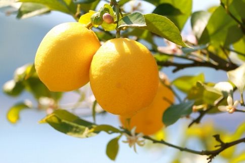 ［産直］和歌山産レモン約5kg（サイズ混合）★2026年3月下旬頃より順次発送［TM129］ 303446_XH058