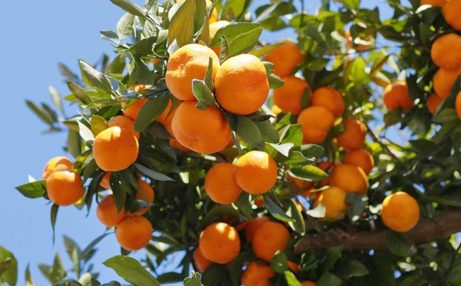 [秀品]和歌山有田みかん約5kg(MまたはLサイズ) ★2025年11月中旬頃より順次発送［TM98］ 303446_XH063