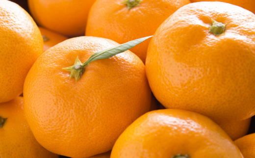 【産直・秀品】和歌山下津みかん約9kg（2Lサイズ）★2025年11月中旬頃より順次発送［TM76］ 303446_XH068