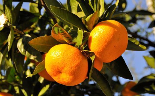 【産直・秀品】和歌山下津みかん約9kg（2Lサイズ）★2025年11月中旬頃より順次発送［TM76］ 303446_XH068