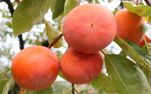 和歌山産富有柿ご家庭用約7.5kg★2026年11月上旬頃より順次発送［TM6］ 303446_XH090