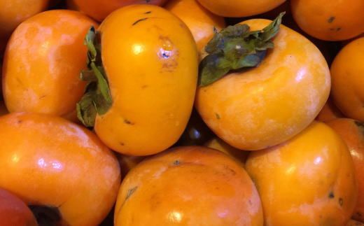 ［秋の味覚］和歌山産たねなし柿ご家庭用約7.5kg★2026年9月中旬頃より順次発送［TM11］ 303446_XH093