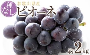 【新鮮・産直】和歌山かつらぎ町産たねなしピオーネ約2kg★2026年8月中旬頃より順次発送【TM164】 303446_XH096