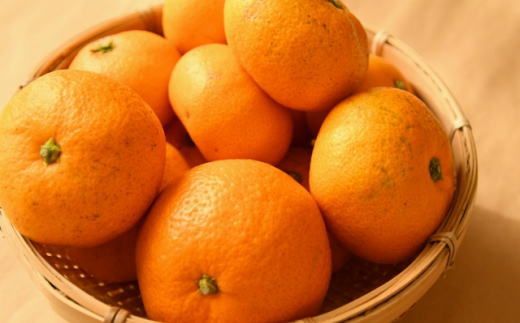 [訳あり]和歌山有田みかん約10kg(S～Lサイズいずれかお届け）★2026年11月中旬頃より順次発送［TM82］ 303446_XH103