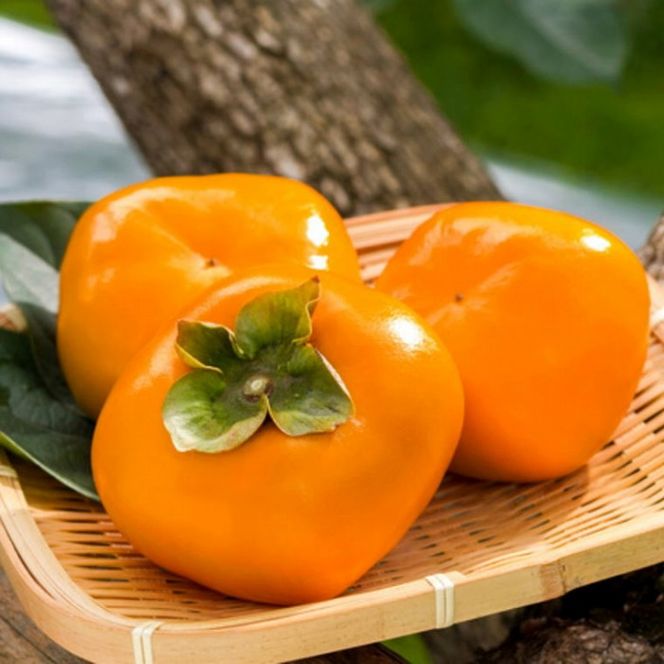 和歌山産たねなし柿（サイズおまかせ）約7.5kg・秀品★2026年10月頃より順次発送［TM10］ 303446_XH111