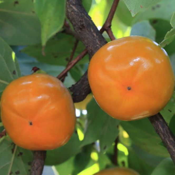 和歌山産たねなし柿（サイズおまかせ）約7.5kg・秀品★2026年10月頃より順次発送［TM10］ 303446_XH111