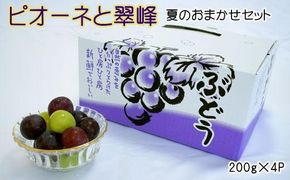 【数量限定】ピオーネと翠峰の夏のおまかせセット約200g×4パック★2025年8月下旬頃より順次発送【TM183】 303446_XH112