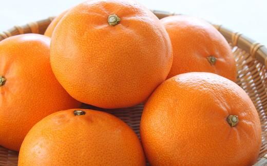 一度は食べていただきたい「有田産のせとか」約4～5kg（サイズおまかせ）★2026年2月中旬頃より順次発送［TM138］ 303446_XH92028